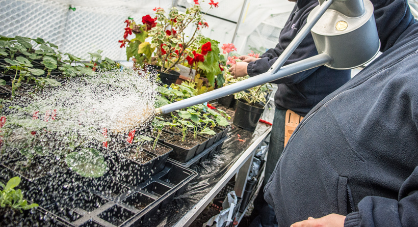 Closeup photo of a gardener watering various plants in a polytunnel Closeup photo of a gardener watering various plants in a polytunnel
